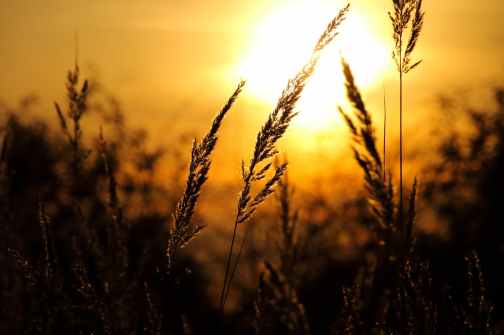 close up of wheat field against sky at sunset